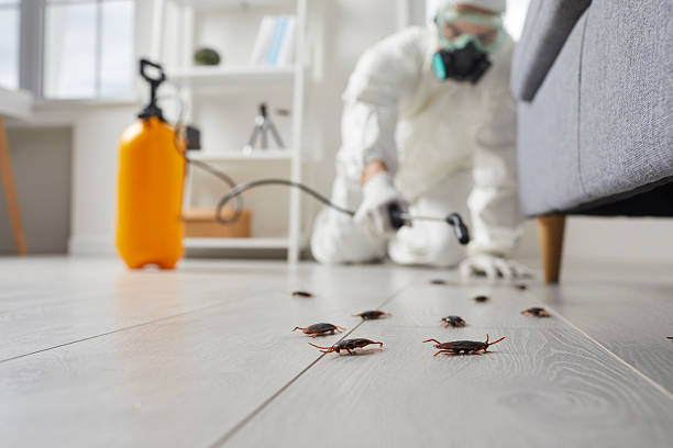 Commercial Kitchen Cockroach Control in Randolph